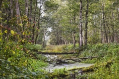 fot. Julia Januszkiewicz - Nadleśnictwo Białowieża