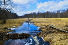 fot. Mateusz Nakielski - Nadleśnictwo Białowieża