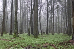 fot. A.Laskowska-Ginszt-Nadlesnictwo-Hajnowka