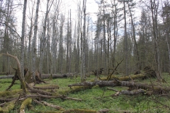fot. A.Laskowska-Ginszt-Nadlesnictwo-Hajnowka