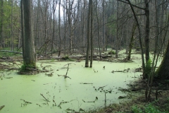 fot. A.Laskowska-Ginszt-Nadlesnictwo-Hajnowka