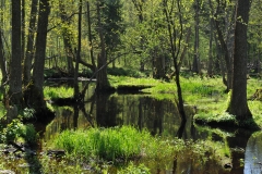 fot. Urszula-Olejnicka-Nadlesnictwo-Browsk