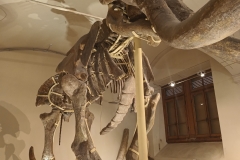 Muzeum Paleontologii i Geologii  UniFi, fot. M. Orpik