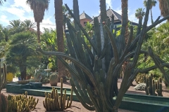 Jardin-Majorelle_fot.-J.-Siderska