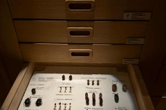 Muzeum-Erasmus-6