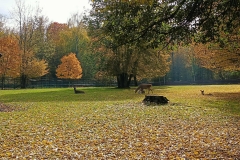 Pokazowy-Rezerwat-Zubrow-23