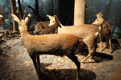 Muzeum-Przyrodnicze-Bialowiecki-park-Narodowy-21