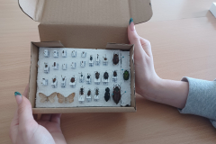 Warsztaty "Dry preparation of insects" w ramach Erasmus+
