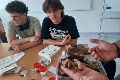 Warsztaty "Dry preparation of insects" w ramach Erasmus+