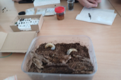 Warsztaty "Dry preparation of insects" w ramach Erasmus+