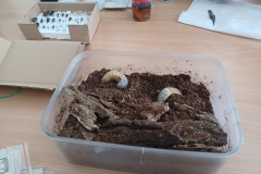 Warsztaty "Dry preparation of insects" w ramach Erasmus+