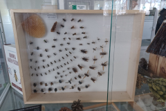 Warsztaty "Dry preparation of insects" w ramach Erasmus+