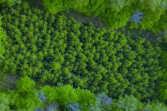 Widok na plantację zachowawczą autochtonicznej jodły pospolitej z wysokości lotu ptaka_fot. Konrad Wilamowski_PB (4).jpg