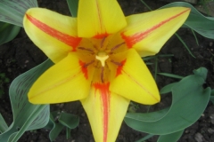 „Symetria w tulipanie ”