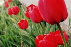 „Tulipanowe hiperbole”