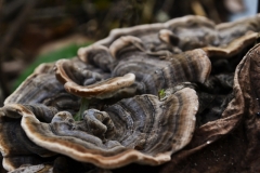 „Spirala Fermata”