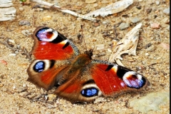„Barwna Symetria ”