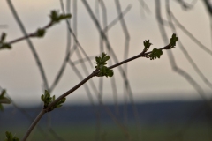 „Przekątna”