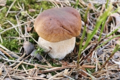 „Grzybowe półkole”