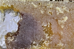 „Plaster miodu”