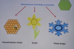 „Matematyczne sześciokąty w przyrodzie”