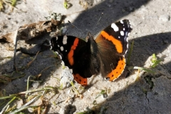 „Symetria”