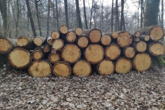 „Koła i okręgi w lesie. ”