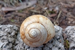 „Złota Spirala Ślimaka”