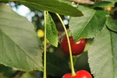 „Czerwona symetria”
