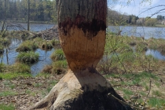 „Kąty ostre w naturze”