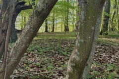 „Trójkąt na naturę ”