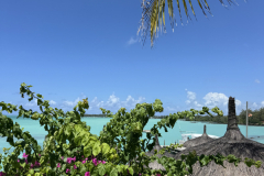A-beach-with-a-palm-tree-and-a-blue-sky