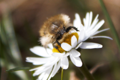 A-bee-on-a-flower