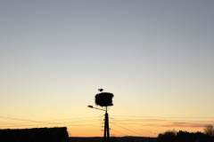 A-bird-is-perched-on-a-pole-in-the-sunset
