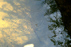Shallow water surface with gentle ripples spreading across sand, reflections of nearby plants visible, and a small insect resting on the water