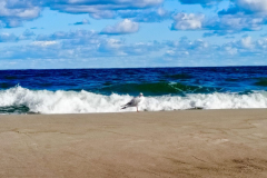 A-bird-standing-on-the-beach-next-to-the-ocean