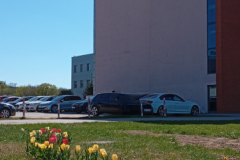 A bunch of flowers in a field next to a building