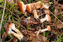 A-bunch-of-mushrooms-on-the-ground