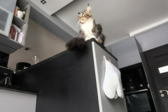 A-cat-is-sitting-on-a-desk-in-a-room