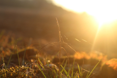 A-close-up-of-a-grass-field-with-the-sun-setting-in-the-background