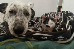 A-dog-and-a-kitten-laying-on-top-of-a-blanket