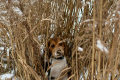 A dog is hiding in the tall grass