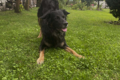 A-dog-is-running-in-the-grass