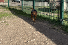 A-dog-is-standing-in-the-dirt-behind-a-fence