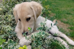 A-dog-laying-in-the-grass-next-to-a-bush