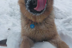 A-dog-laying-in-the-snow-with-its-tongue-out