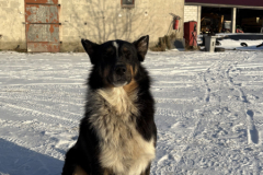 A dog sitting in the snow in front of a barn