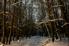 A-forest-filled-with-snow-and-trees
