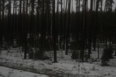 A-forest-with-snow-on-the-ground
