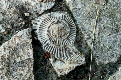 A-fossil-on-the-ground